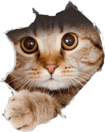 Cute Cat